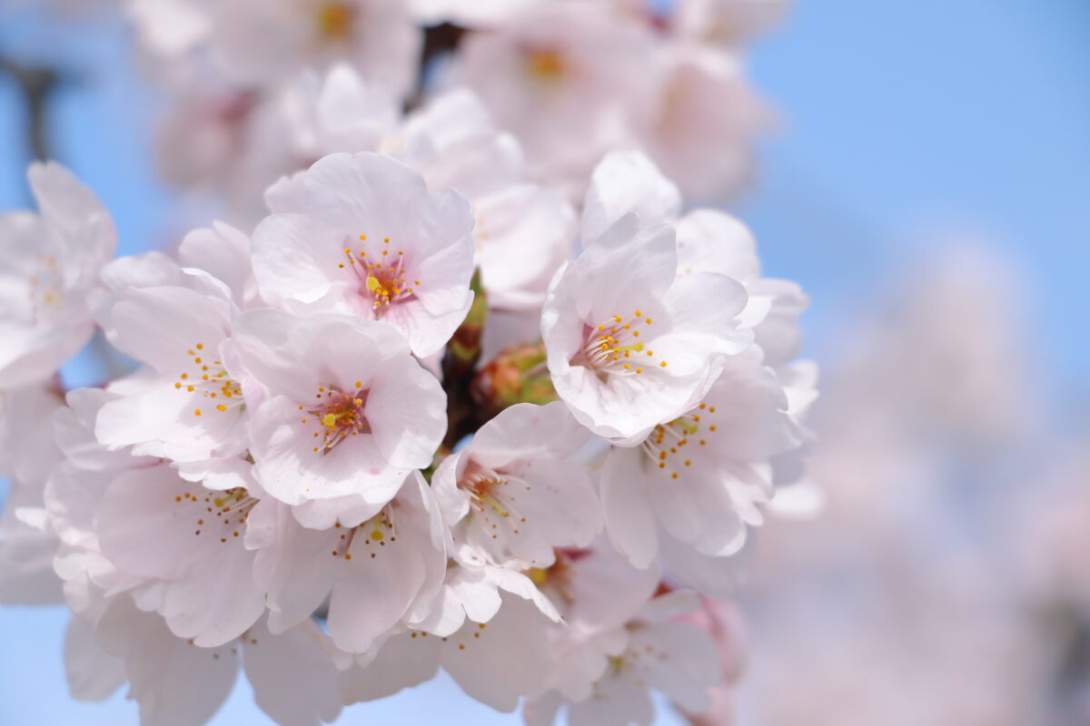 春といえばこの香り❀桜の香りの正体は！？